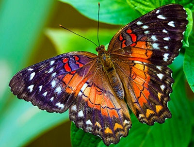 Описание бабочки