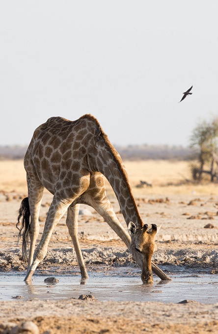 Захотел жираф попить