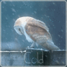 Saido