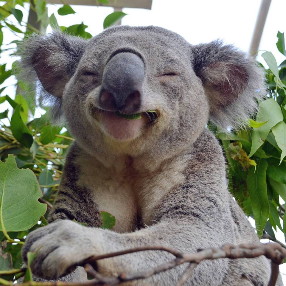 Австралийская коала попыталась угнать машину