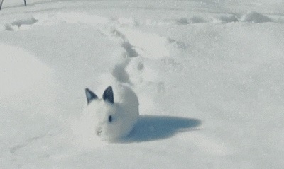 Снежный кролик