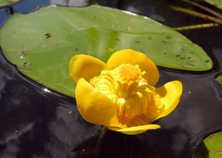 Желтая кувшинка на воде