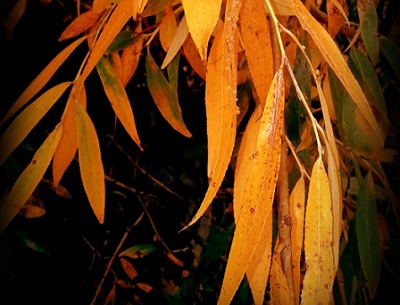Листья ивы