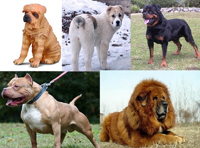 Бойцовские породы собак