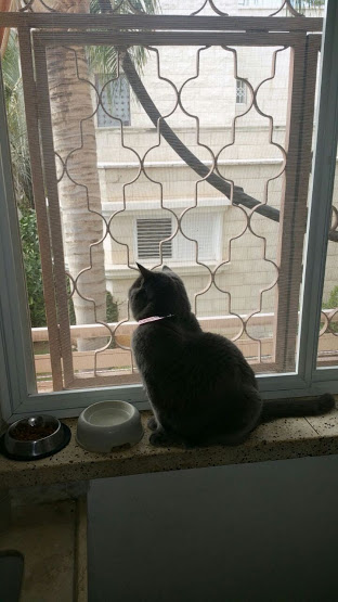Кошка Кузина скучает (Тетя Марина и кошка Кузина-4)