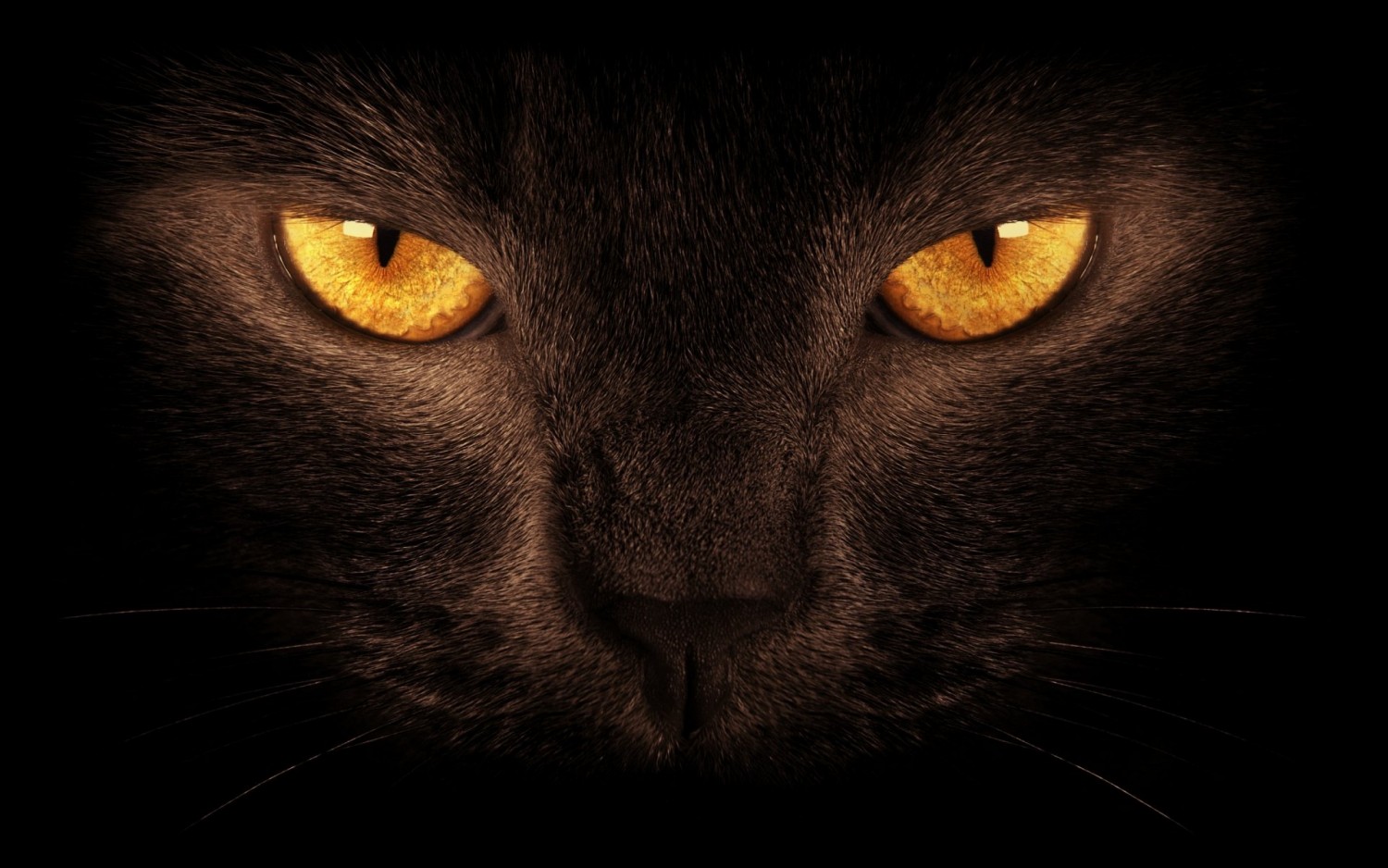 Черные коты - истоки суеверий