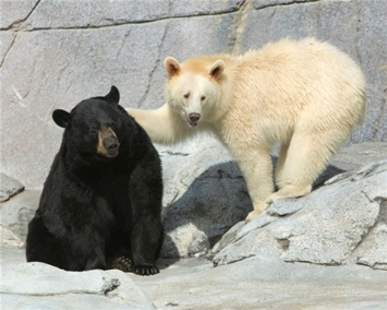 Как медведи успели приспособиться к холоду Арктики после Потопа