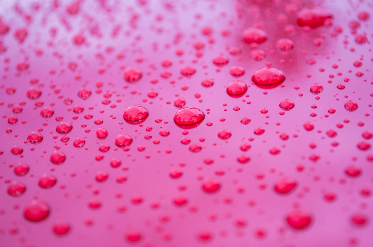 Розовый дождь
