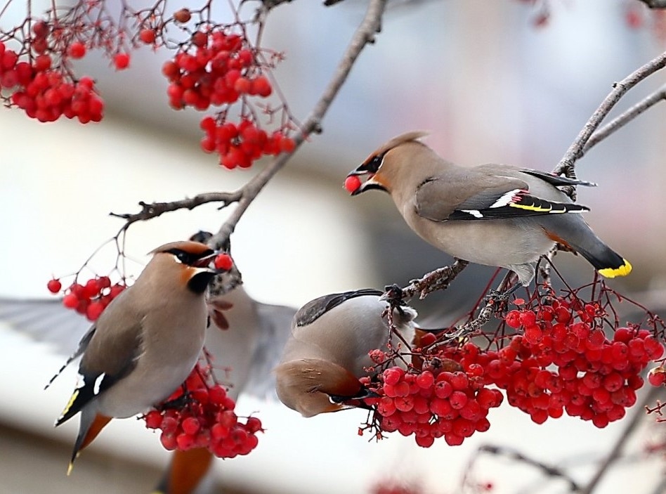 Свиристели на рябине.