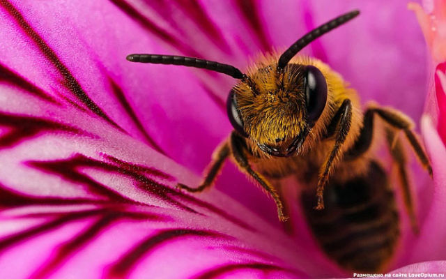 Пчелиный вальс