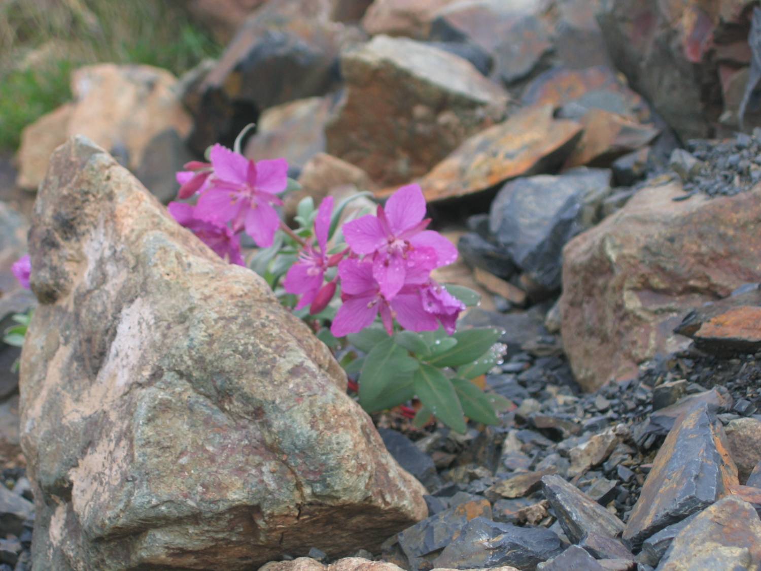 Цветок на скале