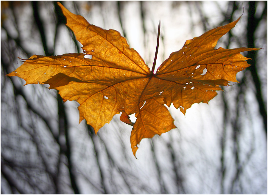 Ветер уносит листья. Лист на ветру. Осенние листья на ветру. Листья клена на ветру. Последний лист осени.