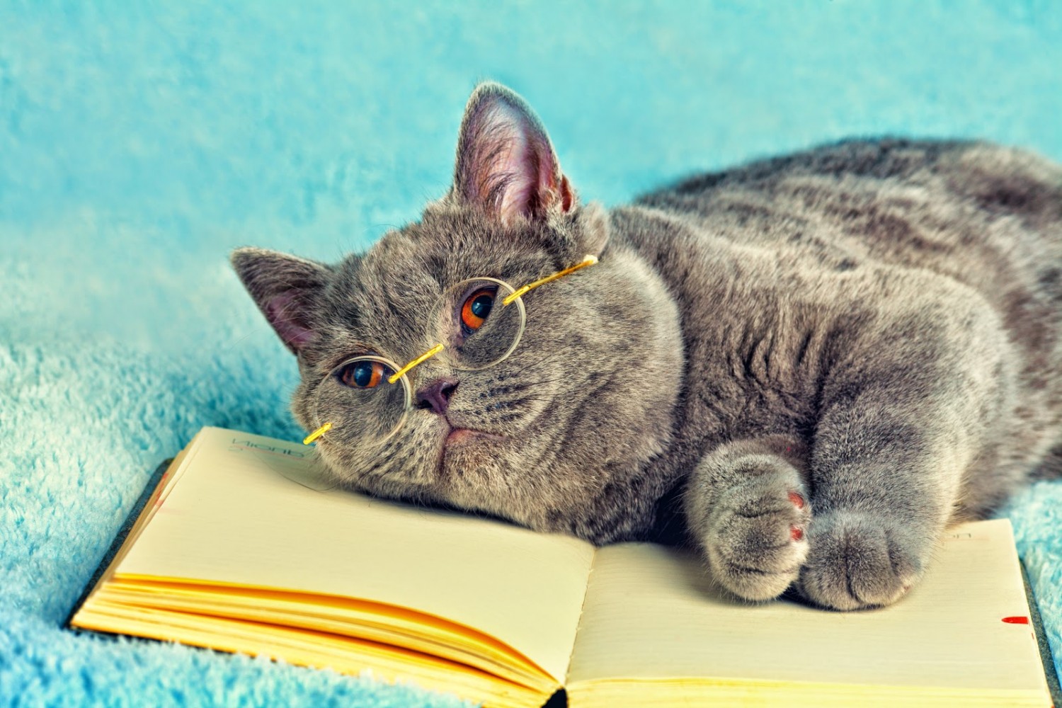 ТОП-10 самых милых котов в детской литературе
